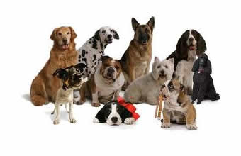 Granja União - Foto 1