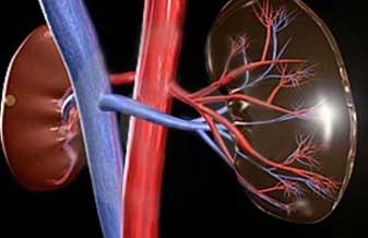 Instituto Piauiense de Nefrologia e Urologia - Foto 1
