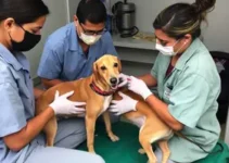 Castramóvel retorna a Teresina
