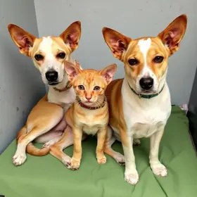 Programa de Castração e Microchipagem de Animais