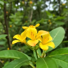 ipês florescem